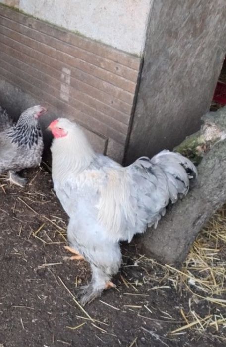 Brahma, Brakle,silki