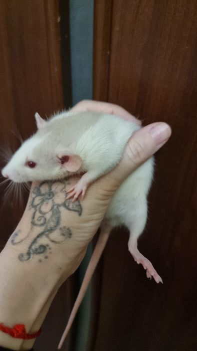 Хаски дамбо крыса девочка