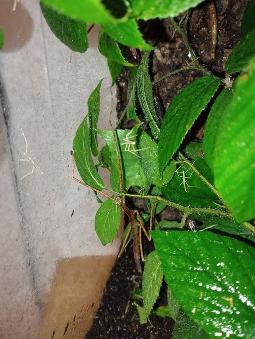 Patyczaki Rogate oddam za darmo