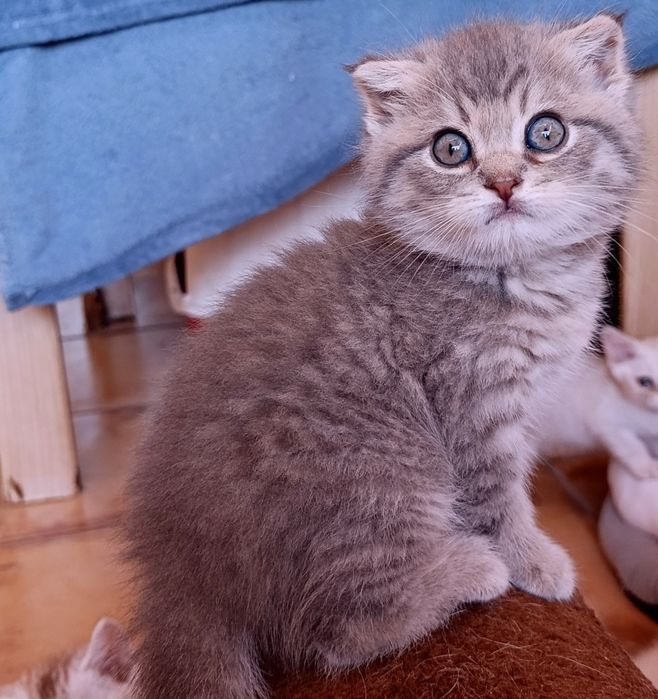 Gatinho Scottish Fold
