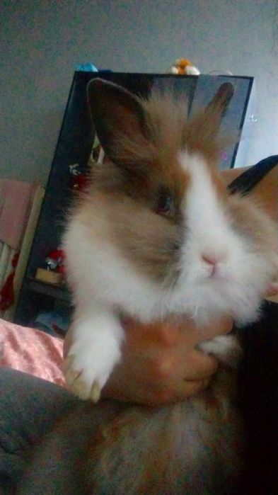 Karzełek Teddy samiczka