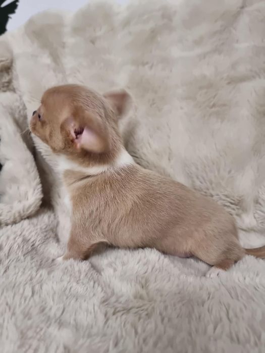 Chihuahua fci Piesek krótkowłosy