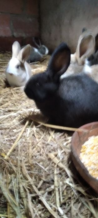 Vendo  coelhos caseiros