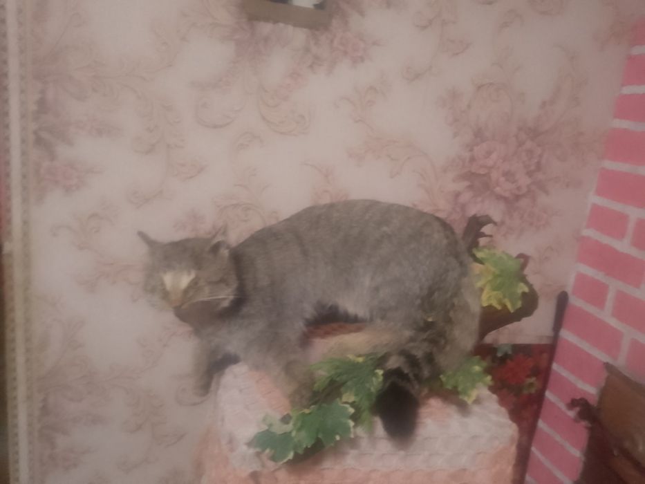 Продам чучало лісового кота
