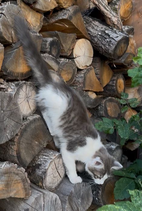 Кошенята, котики, кіт