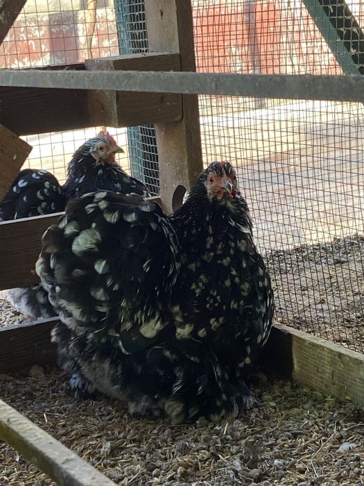 Кохінхін мармуровий інкубаційні яйця