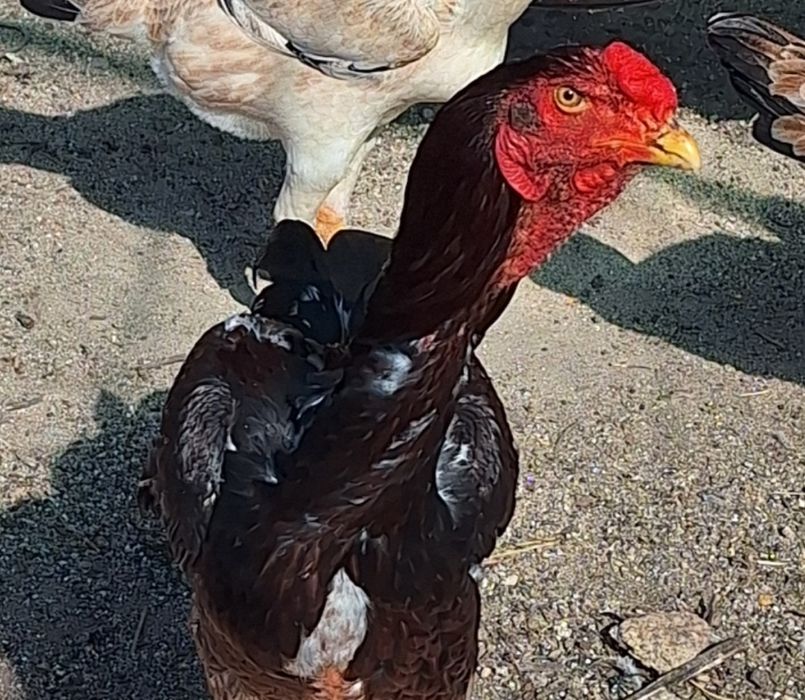 Índio e Polaco Gigante Brasileiro