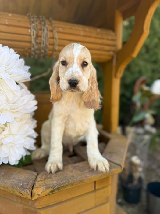 Cocker spaniel angielski sunia rodowód