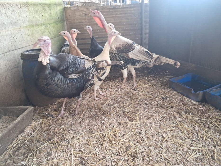 Ovos de peru galados