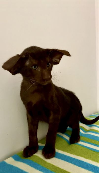 Орієнтальне екстремальне шоколадне кошеня. Ориентал