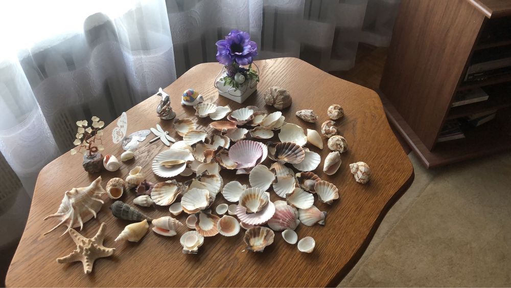 Muszelki z roznych stron swiata - dekoracja