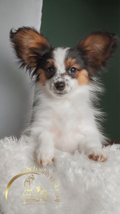 Дуже ніжний малюк папійон