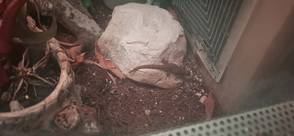 Sprzedam terrarium!