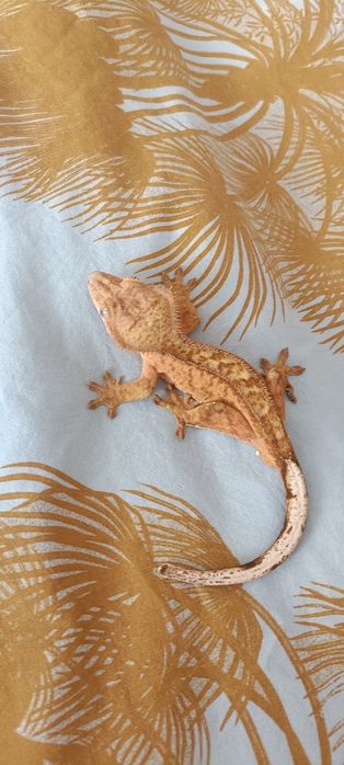 2 Gekony orzesione plus terrarium