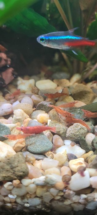 Krewetka akwariowa neocaridina