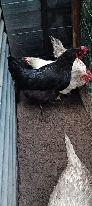 Galinhas Poedeiras e Galo