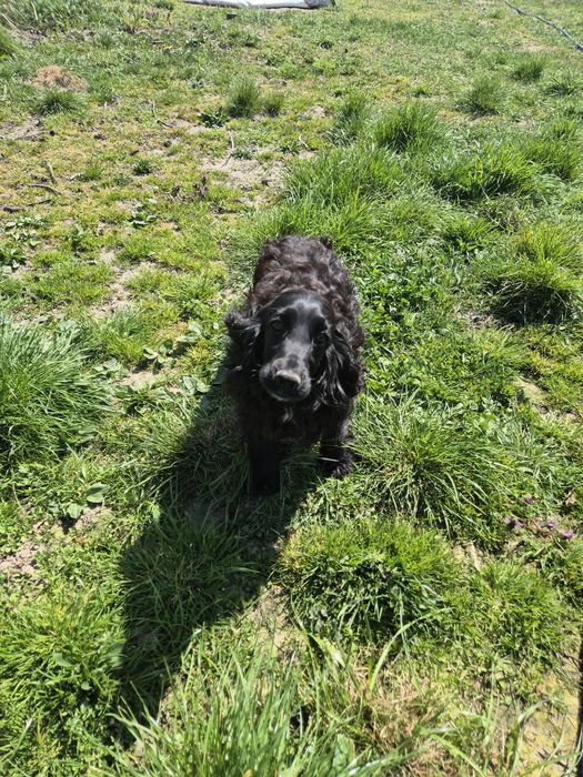 Suczka w typie spaniela