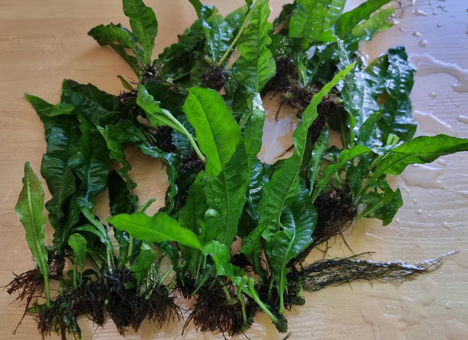 Rosliny (epifity) do akwarium. Okazja! KATOWICE CNTR.