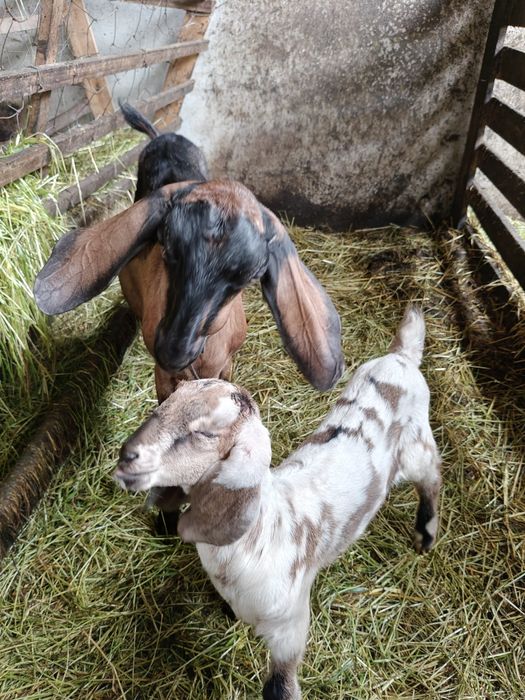 Rebanho Anglo Nubliano