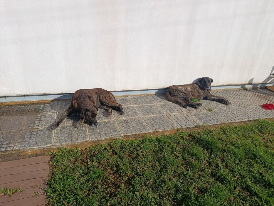 Dá-se 2 machos Castro Laboreiro