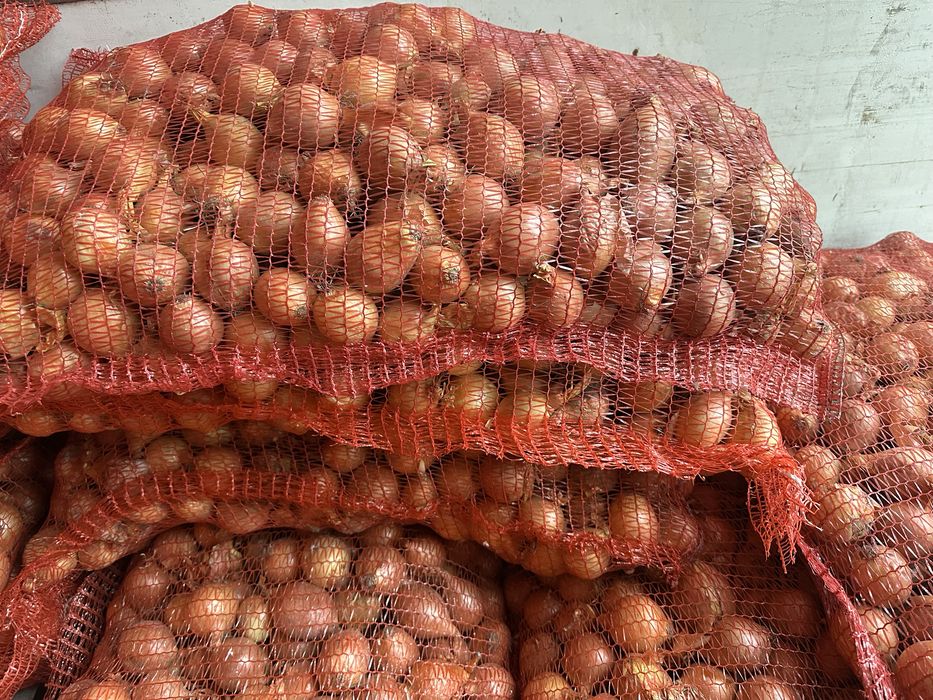 Цибуля (на перо, на їжу)