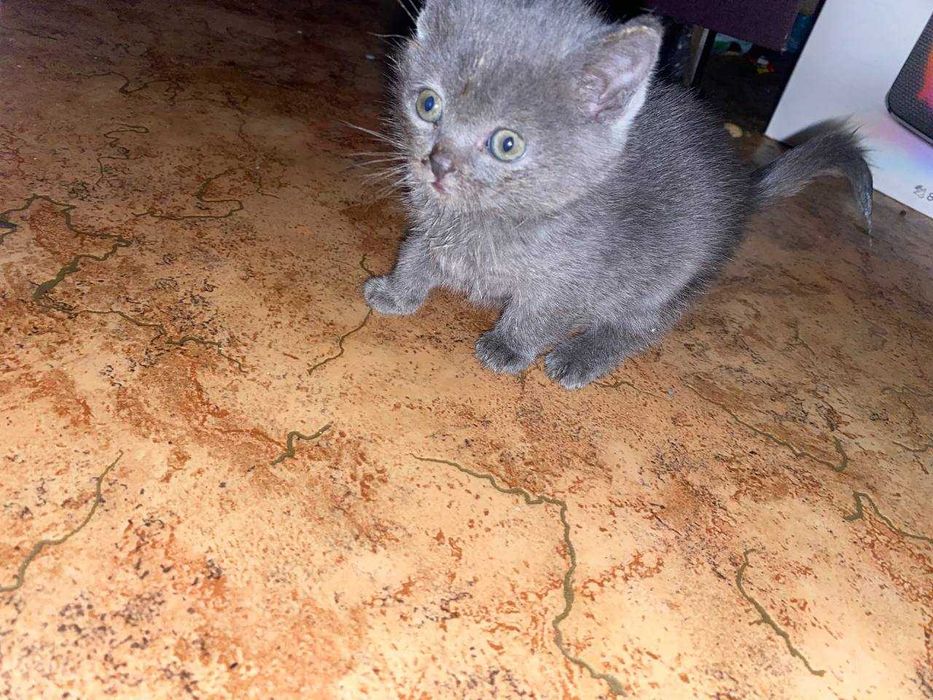 Кошеня віддам в добрі руки  порода бурмило