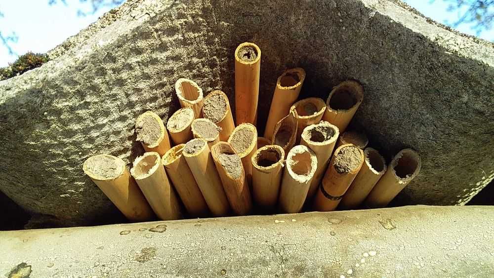 Пчёлы осмии, ранневесенние опылители