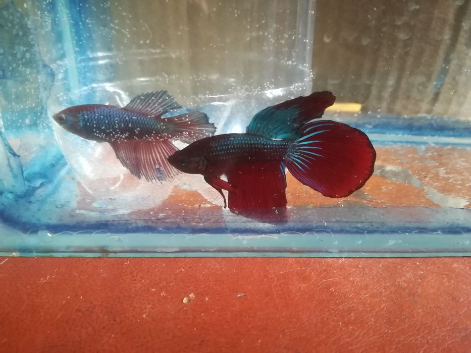 Аквариумные рыбки