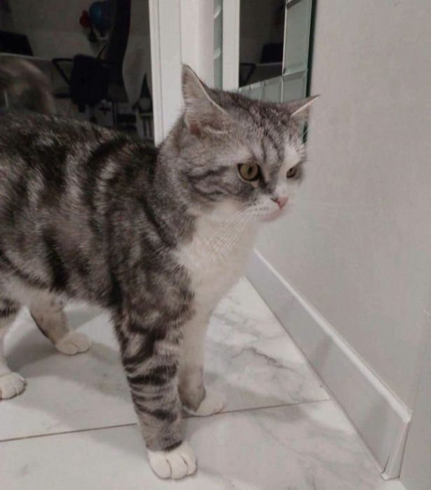 загубився котик!
