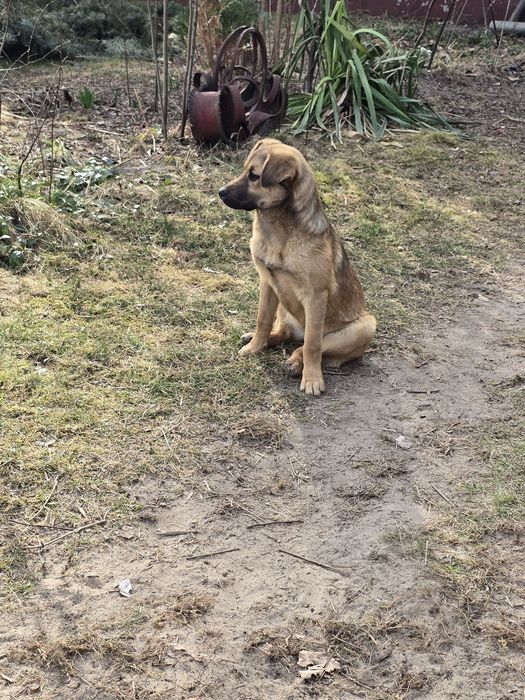 Oddam za darmo pieska