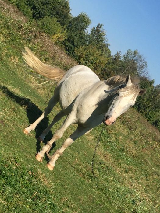 Продаємо коня, Робочого