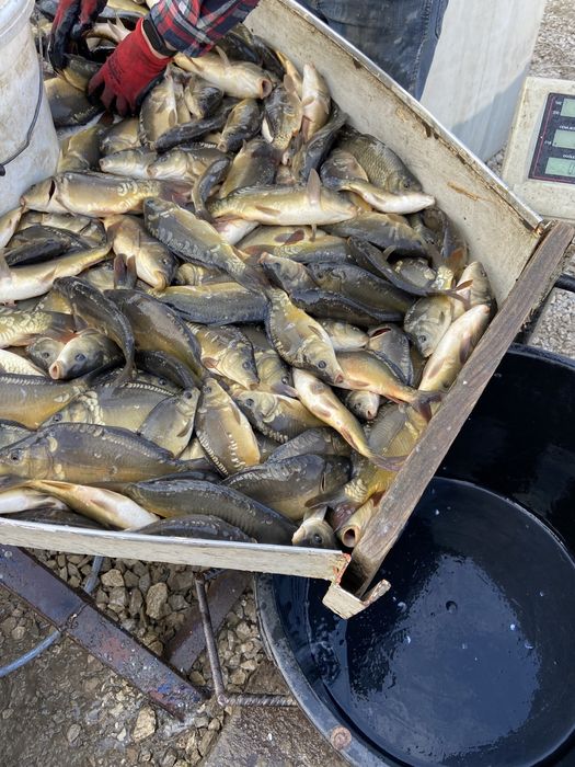 Karp amur lin tołpyga kroczek 2026