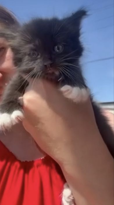 Котенок кошеня кіт кішка