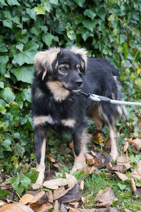 Pilnie do adopcji