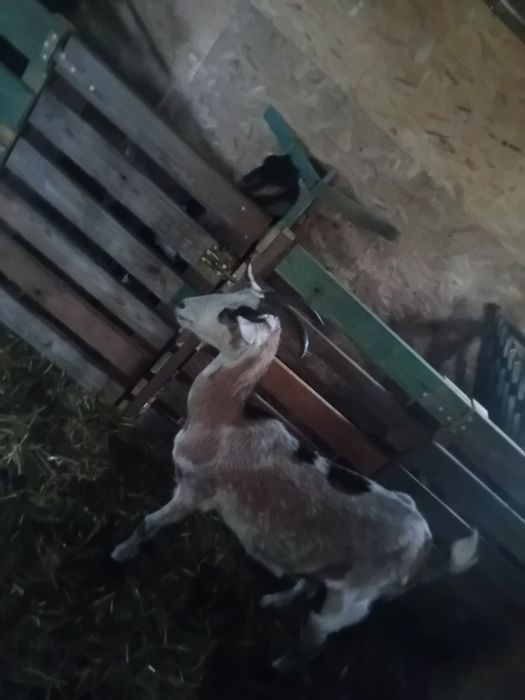Sprzedam roczną koze