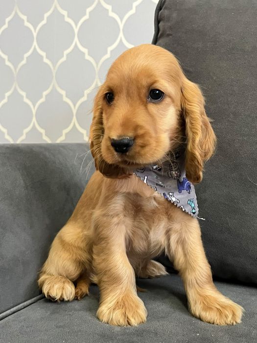 Piękny szczeniak rasy Cocker Spaniel