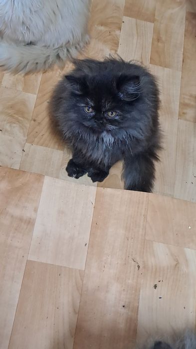 Cudowny kotek perski