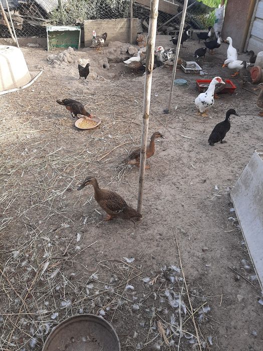 Patos bravos fêmeas