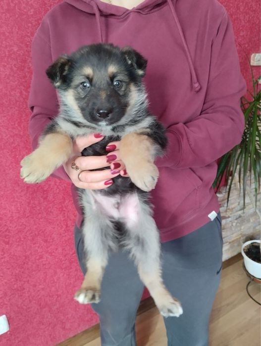 Продам цуценят Німецької вівчарки