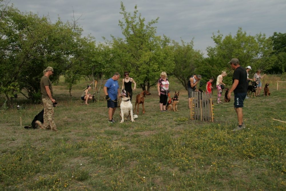 Дрессировка собак любых пород