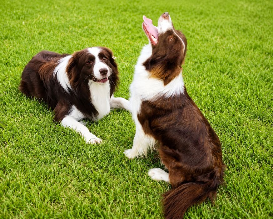 Border Collie chłopiec Czekoladowo-Biały