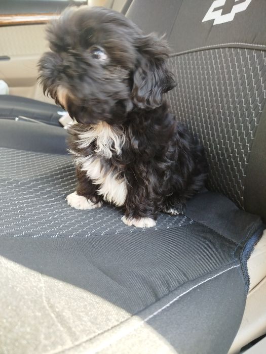 Харизматична дівчинка