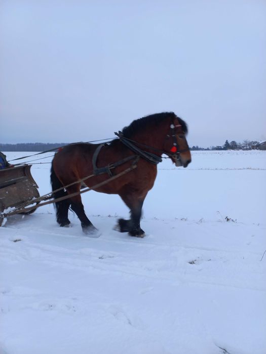 Ogier zimnokrwisty z licencją stanka