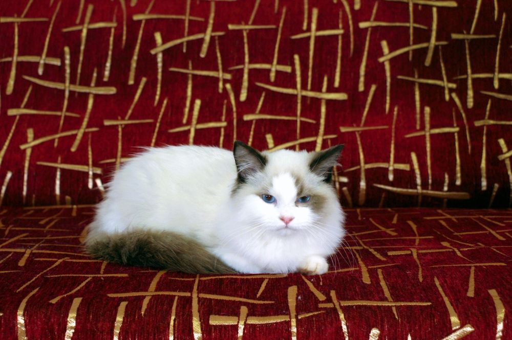 Котята, Ragdoll, регдолл.