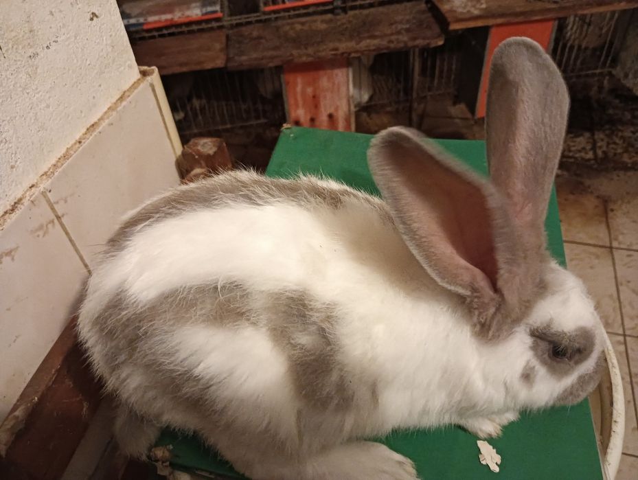 Coelhos Gigantes borboleta