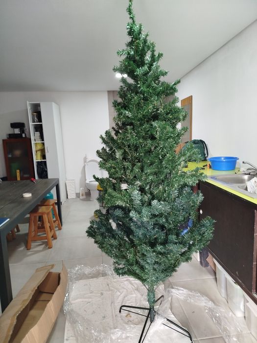 Pinheiro de natal para desocupar esta direito e ainda em caixa