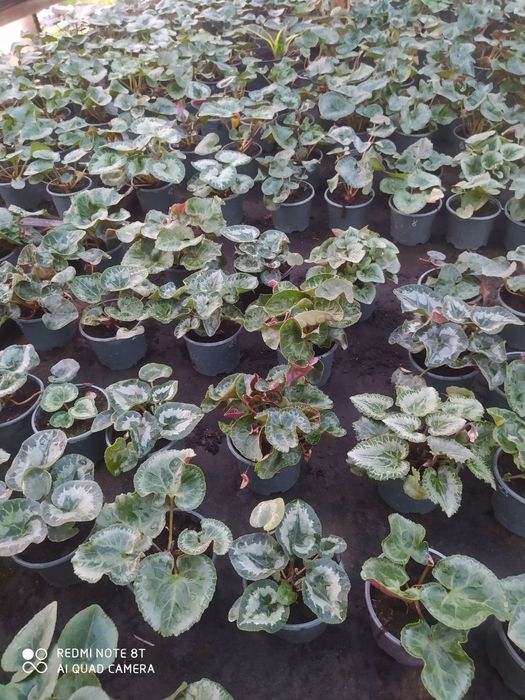 Цикламен багато сортів. Ціна за 5 кущиків