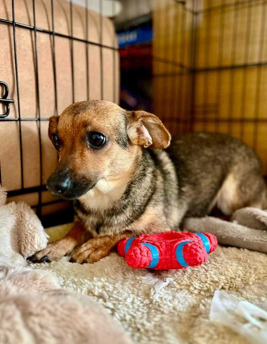LEJDI młodziutka filigranowa sunia 5 kg do adopcji