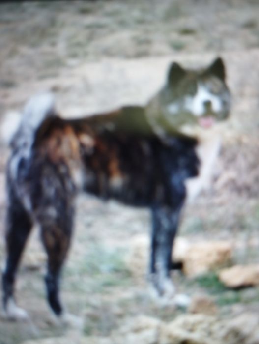 Akita inu japonês c/ lop