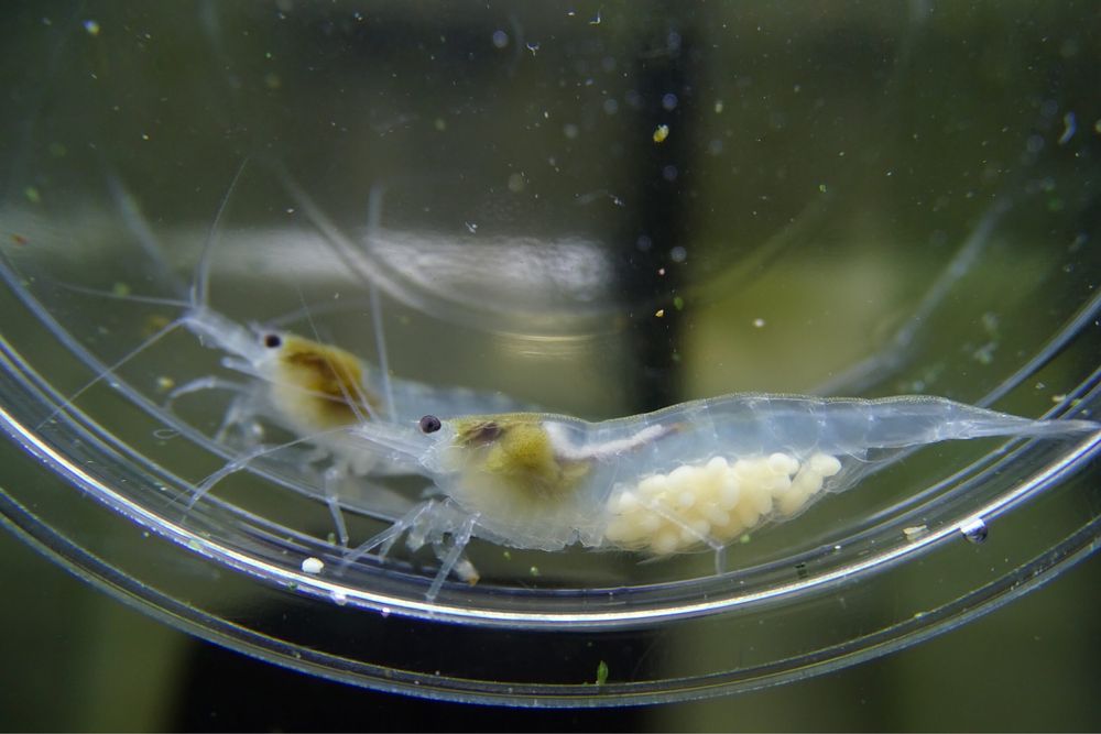 Krewetka White Pearl TERRA AQUA